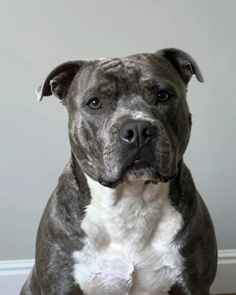 american bully, photo 2