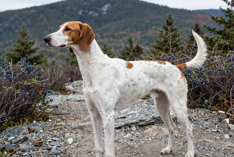 american english coonhound, photo 3
