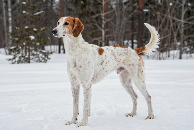 american english coonhound, photo 4