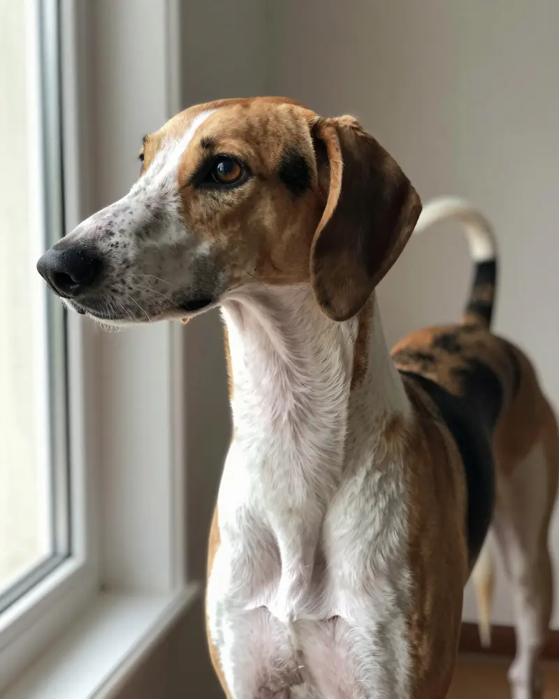 american foxhound, photo 2