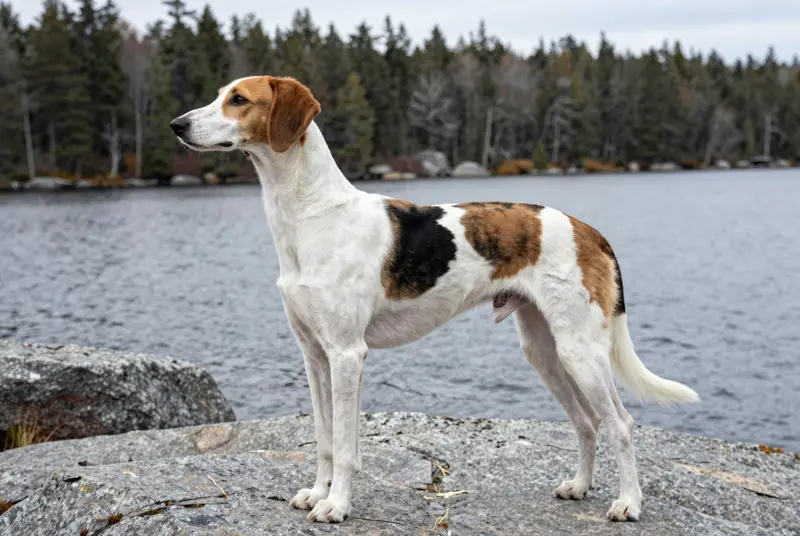american foxhound, photo 3