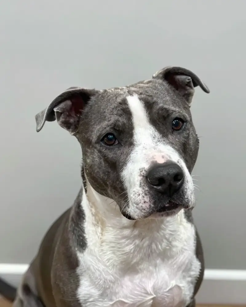 american staffordshire terrier, photo 2