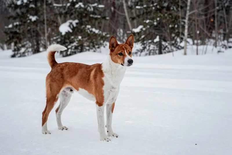 basenji, photo 4