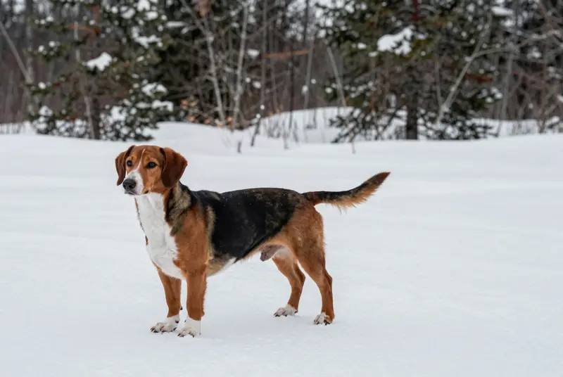 basset de Westphalie, photo 4