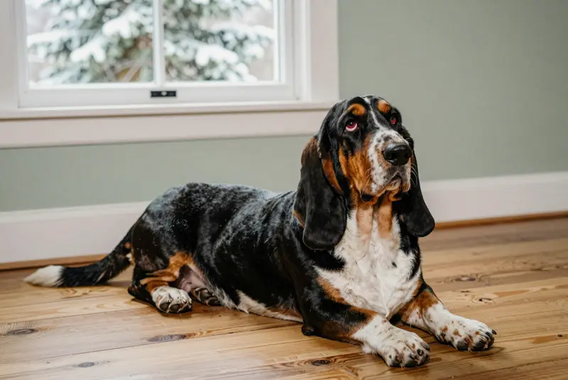 basset hound, photo 5