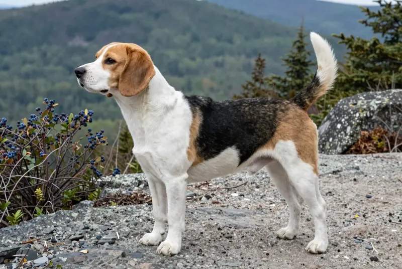 beagle-harrier, photo 3
