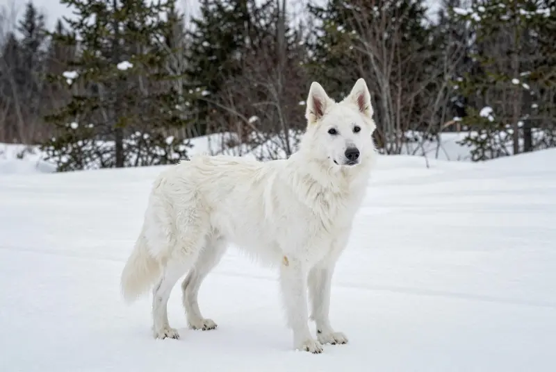 berger blanc suisse, photo 4