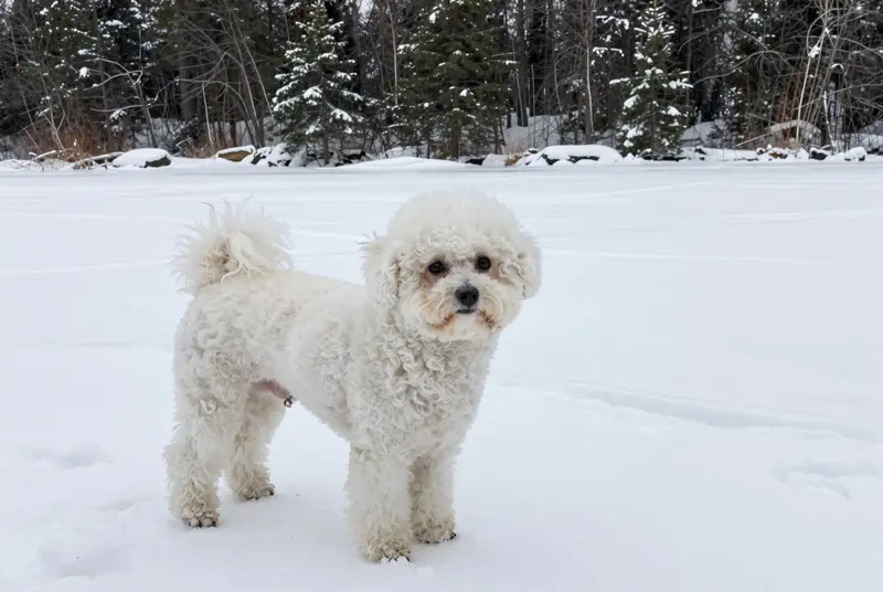bichon frisé, photo 4