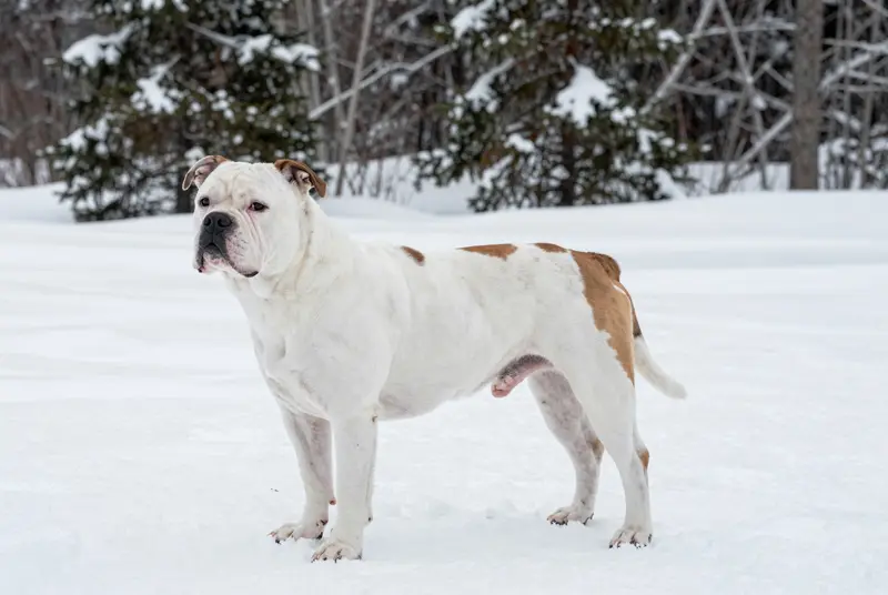 bouledogue américain, photo 4
