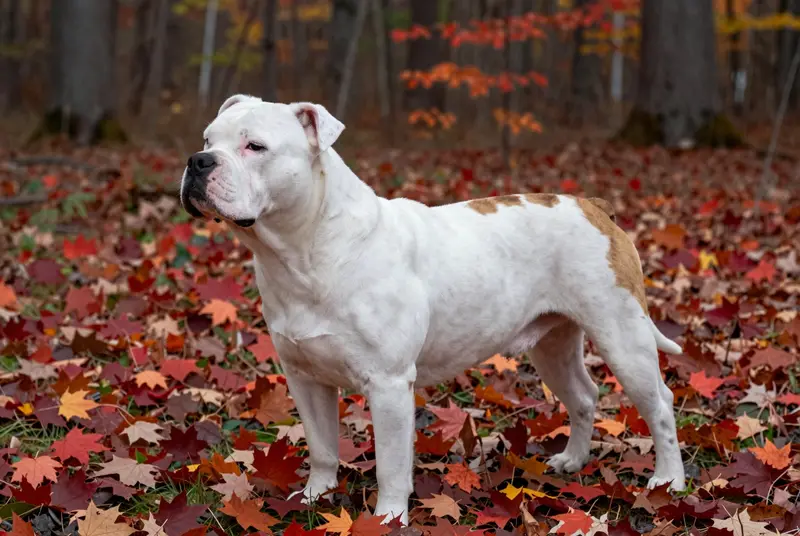 bouledogue américain
