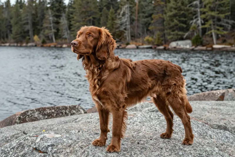 boykin spaniel