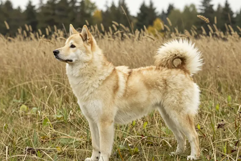 buhund norvégien, photo 3