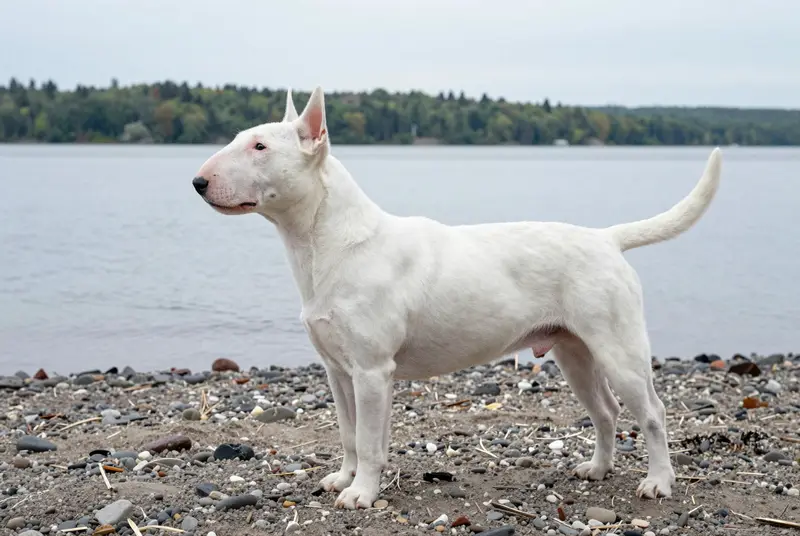bull terrier, photo 3
