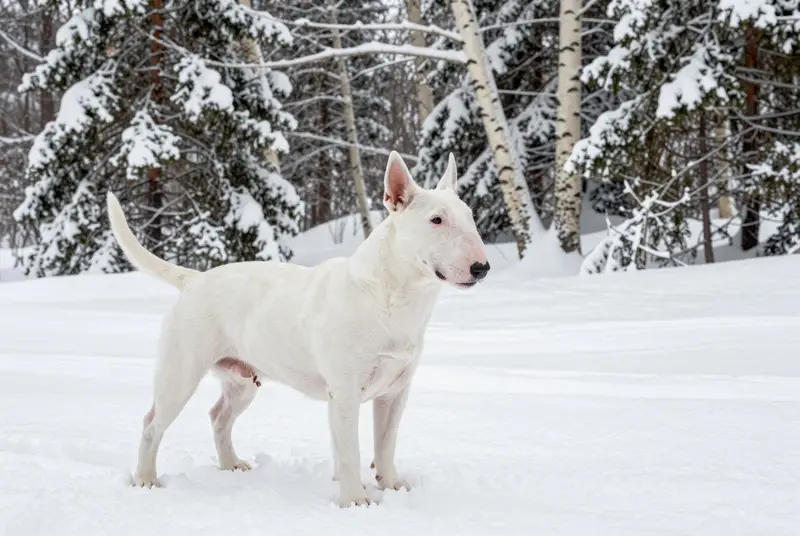 bull terrier, photo 4