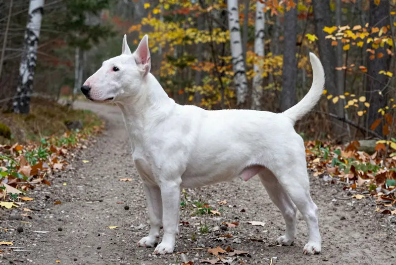 bull terrier miniature, photo 3