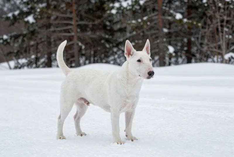 bull terrier miniature, photo 4