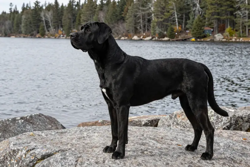 cane corso