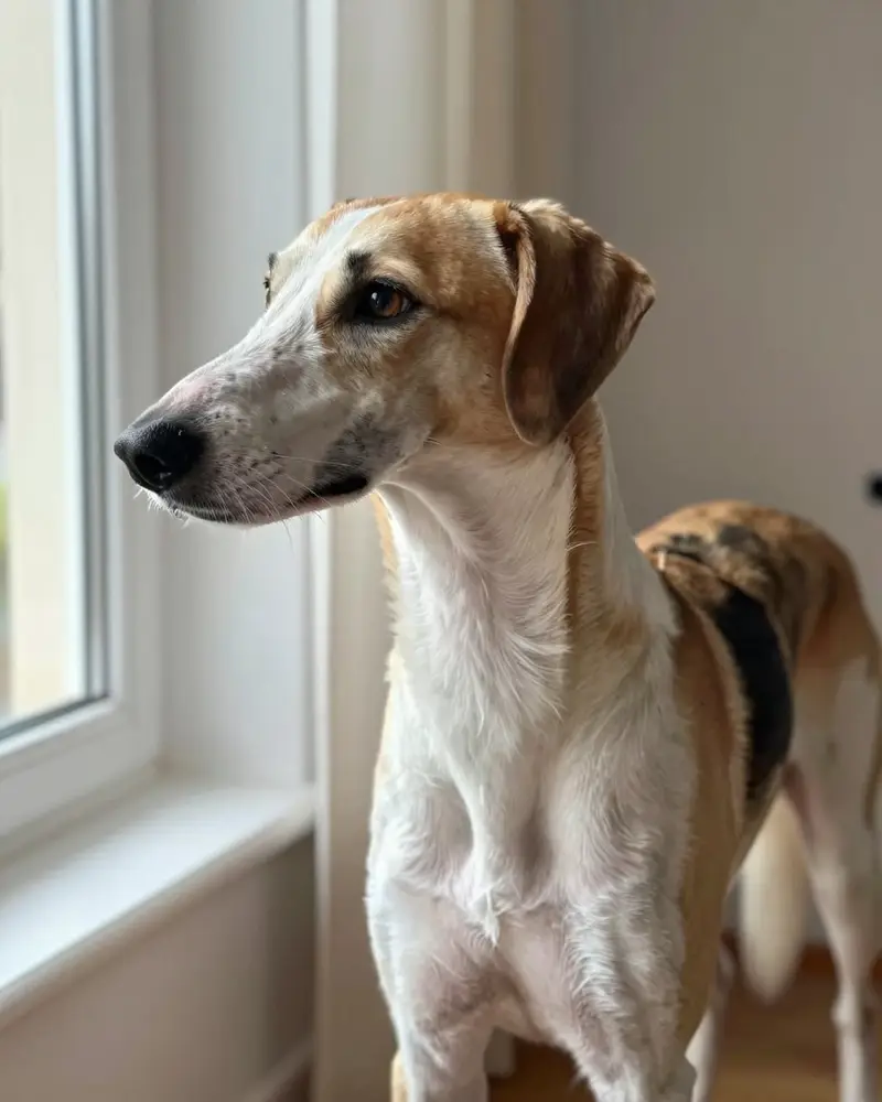 chien courant d'Estonie, photo 2
