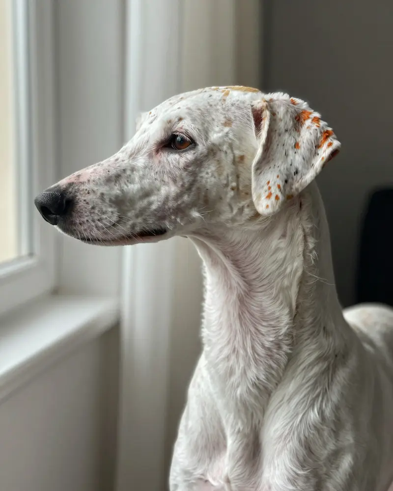 chien courant d'Istrie à poil ras, photo 2