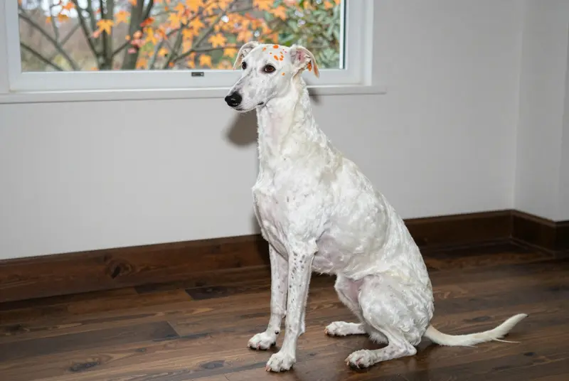 chien courant d'Istrie à poil ras, photo 4