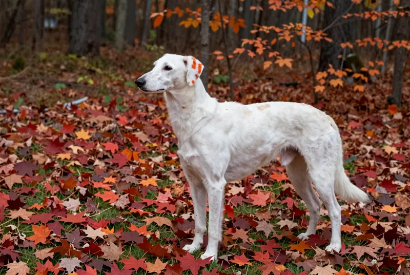 chien courant d'Istrie à poil ras