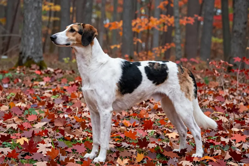 chien courant de Halden, photo 3