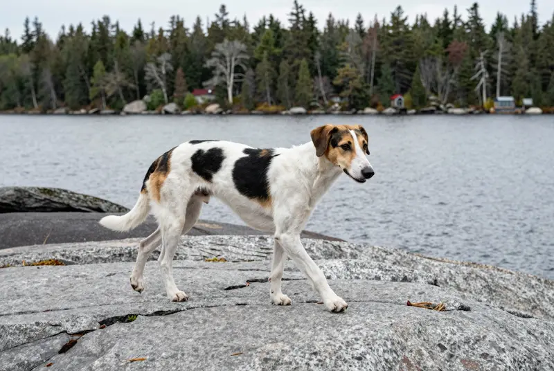 chien courant de Halden