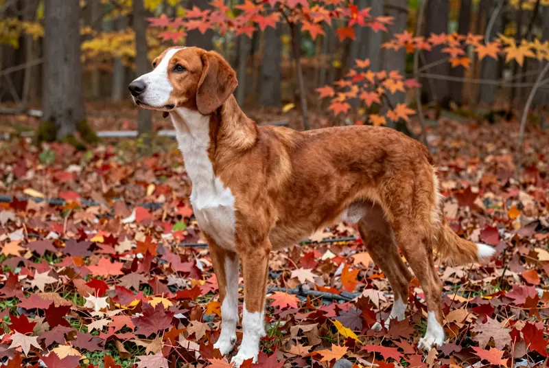 chien courant de la vallée de la Save