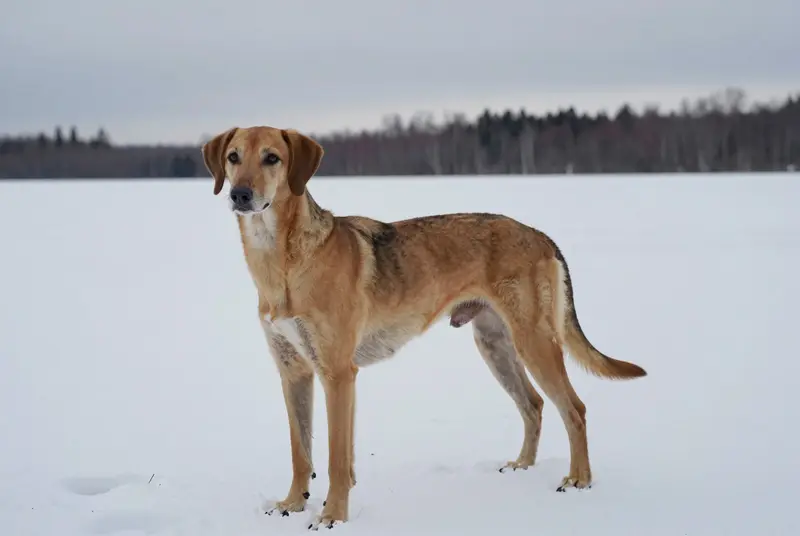 chien courant des Apennins, photo 4