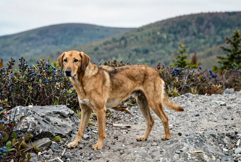 chien courant des Apennins