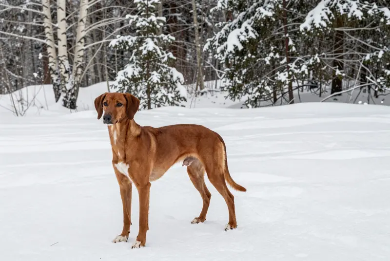 chien courant italien à poil ras, photo 4