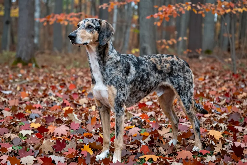 chien courant norvégien