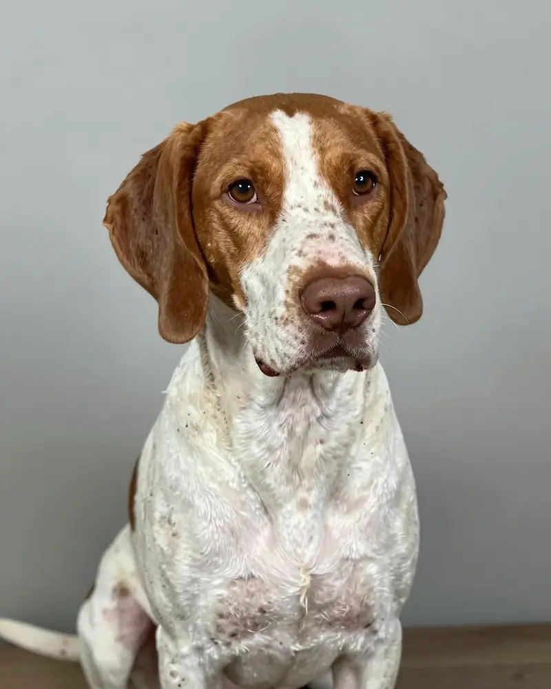 chien d'arrêt danois ancestral, photo 2