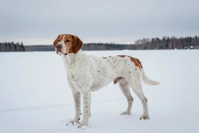 chien d'arrêt danois ancestral, photo 4