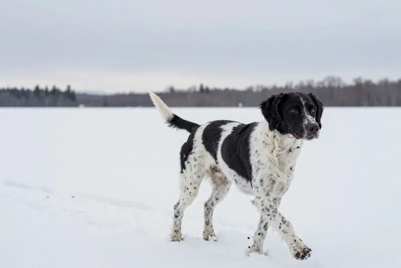 chien d'arrêt frison, photo 4