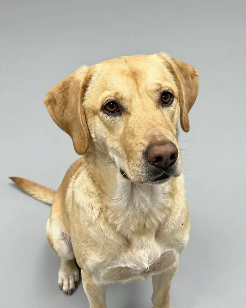 chien d'arrêt portugais, photo 2