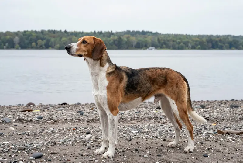 chien d'Artois, photo 3