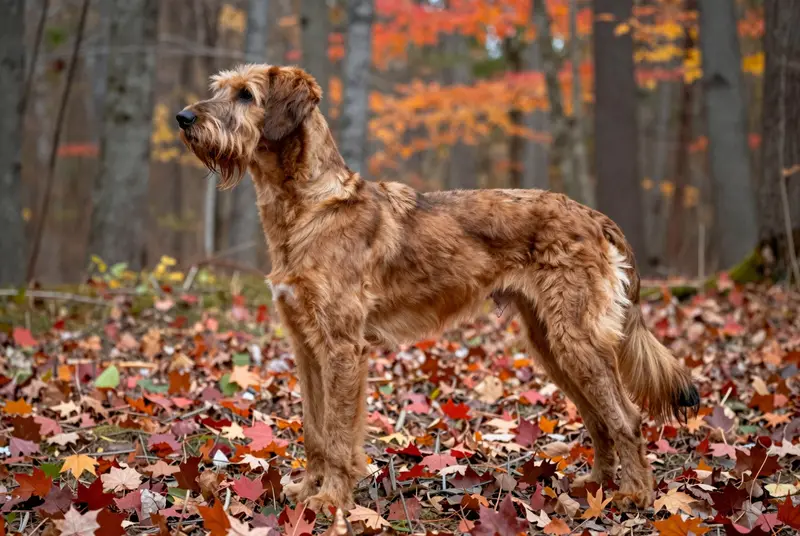 chien de berger de la Serra de Aires, photo 2