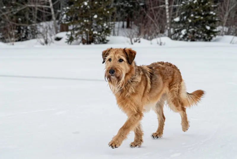 chien de berger de la Serra de Aires