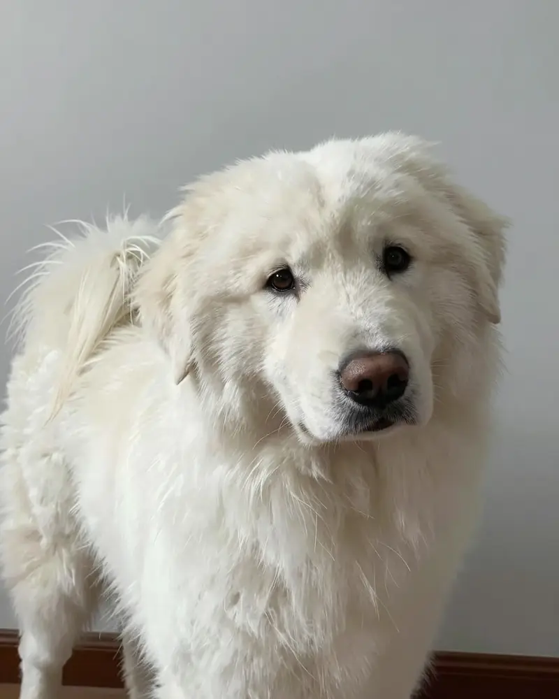 chien de berger polonais des Tatras, photo 2