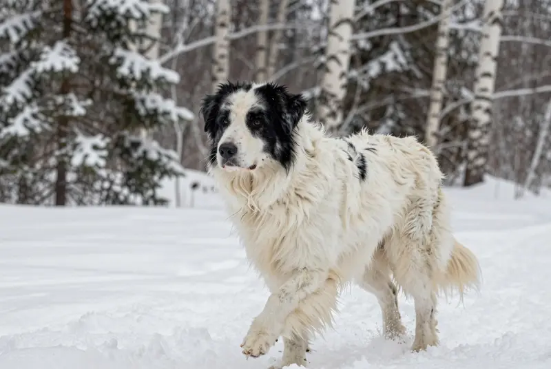 chien de berger roumain de Bucovine, photo 3