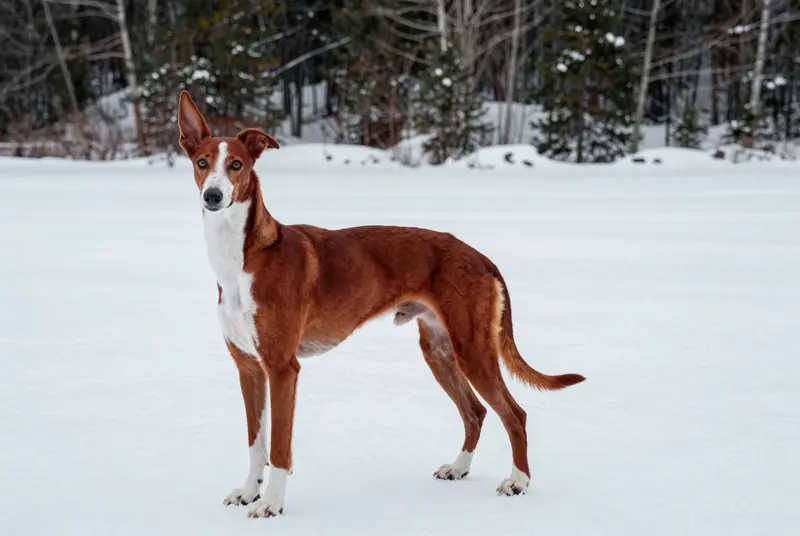 chien de garenne des Canaries, photo 4