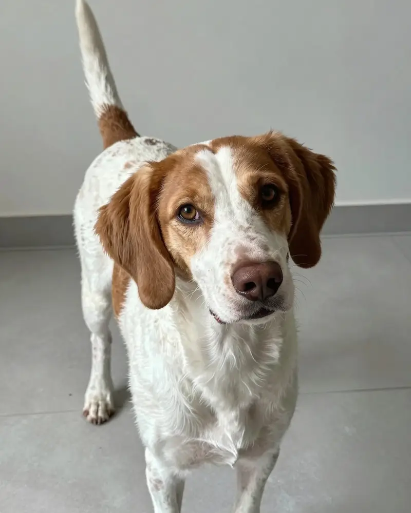 chien de perdrix de Drente, photo 2