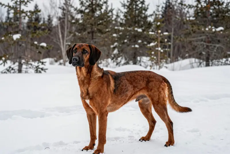 chien de recherche au sang de Hanovre, photo 4
