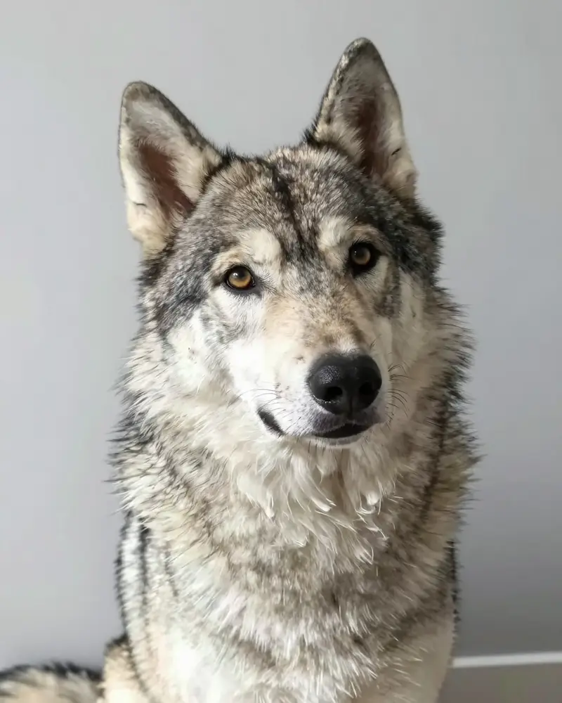 chien-loup tchécoslovaque, photo 2