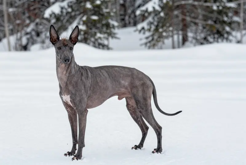 chien nu du Pérou, photo 4