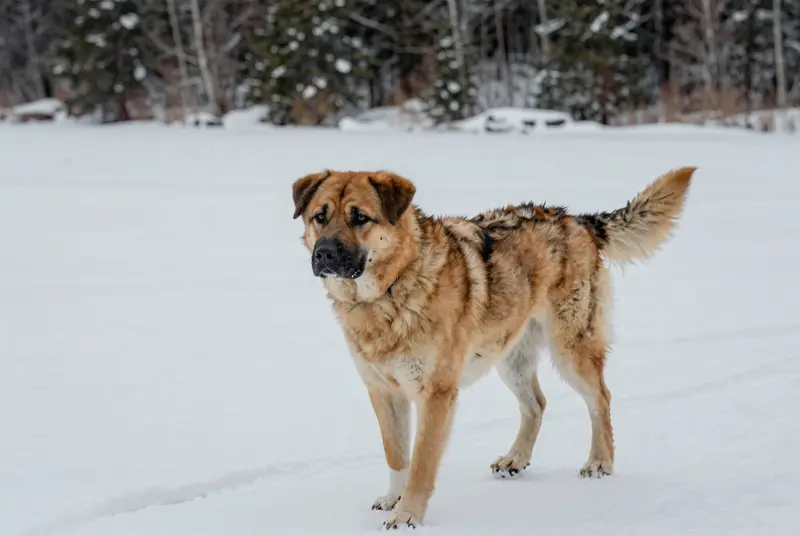 chinook, photo 4