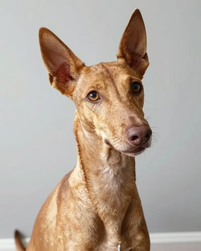 cirneco de l'Etna, photo 2