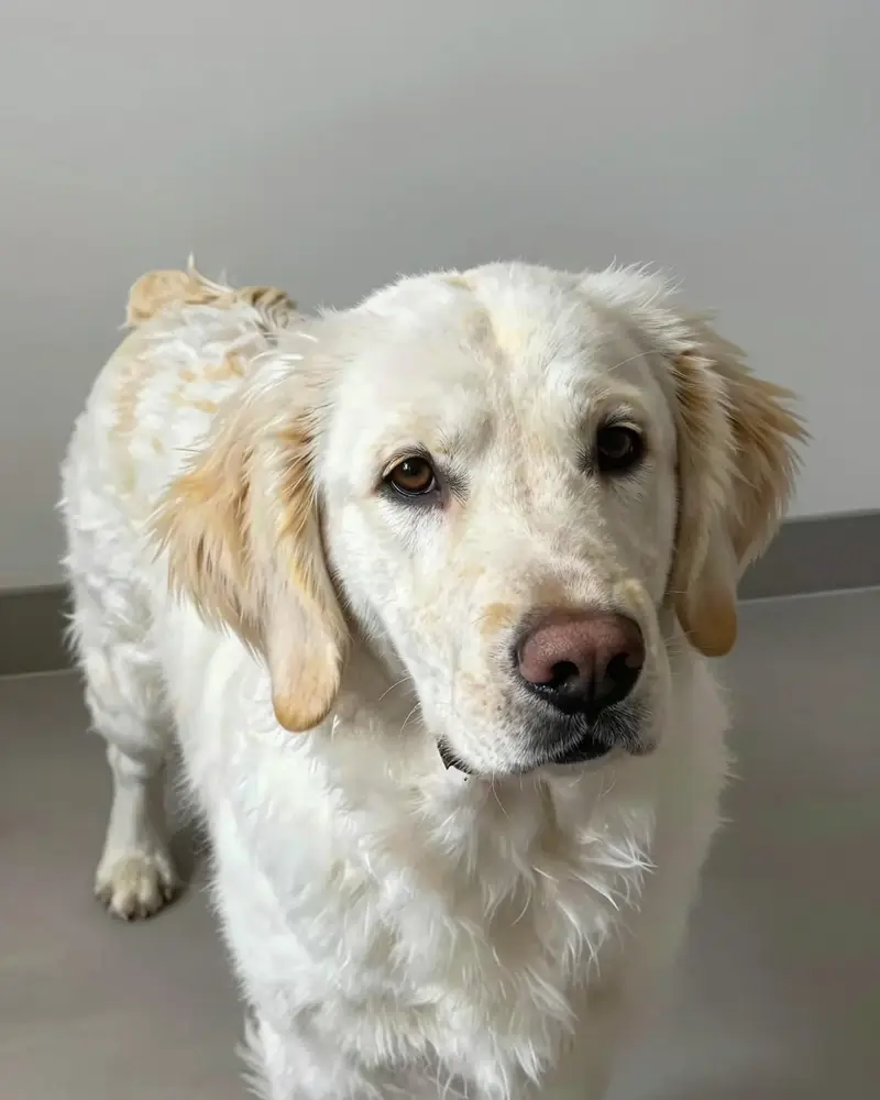 clumber spaniel, photo 2