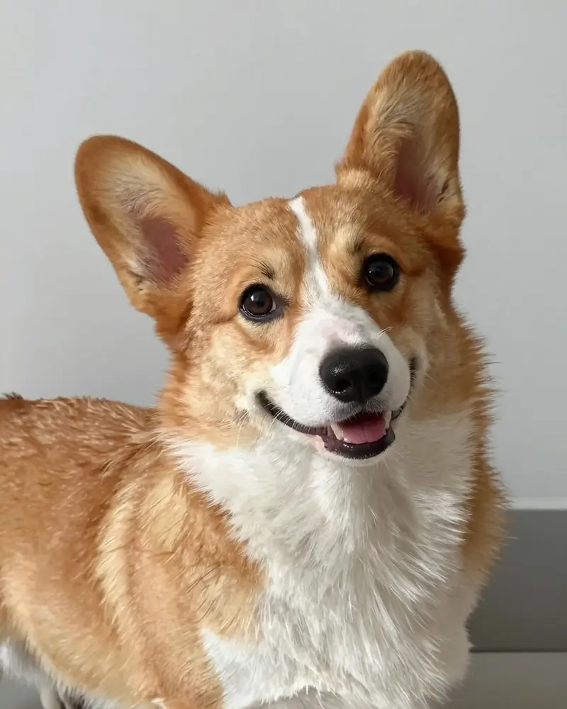 corgi, photo 2